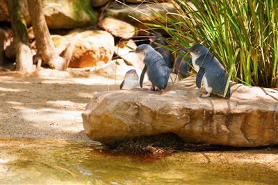 Pinguine im Featherdale Wildlife Park